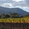 Vineyard