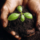 biochar1