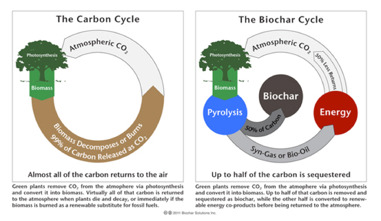 Carbon Cycle Graphic