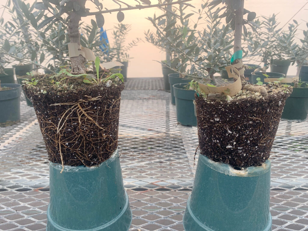 Interest in Biochar is Growing!